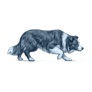 Border Collie