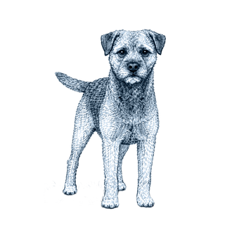 Border Terrier