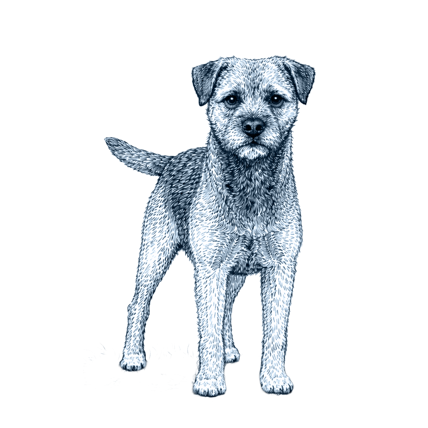 Border Terrier