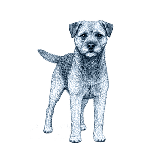 Border Terrier