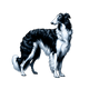 Borzoi toile
