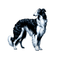 Borzoi toile