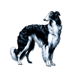 Borzoi