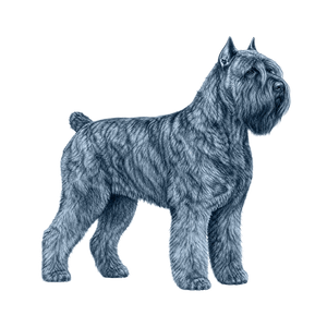 Bouvier des Flandres