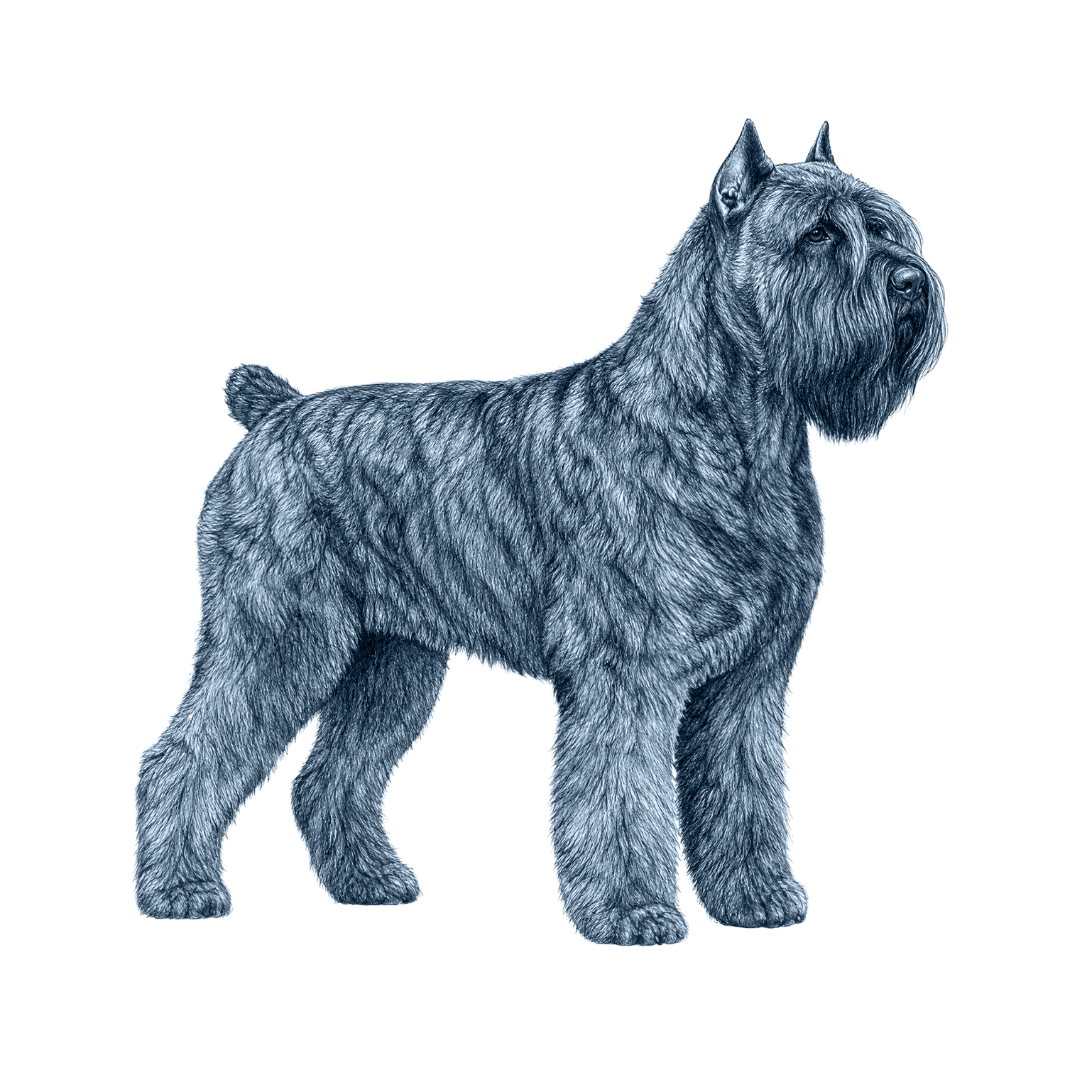 Bouvier des Flandres