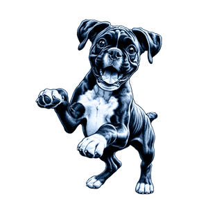 Boxer
