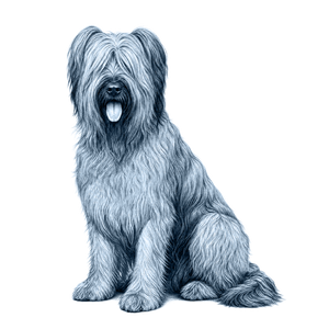 Briard
