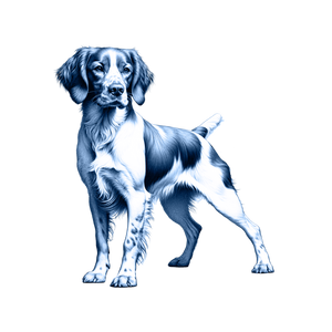 Brittany Spaniel