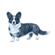 Welsh Corgi toile