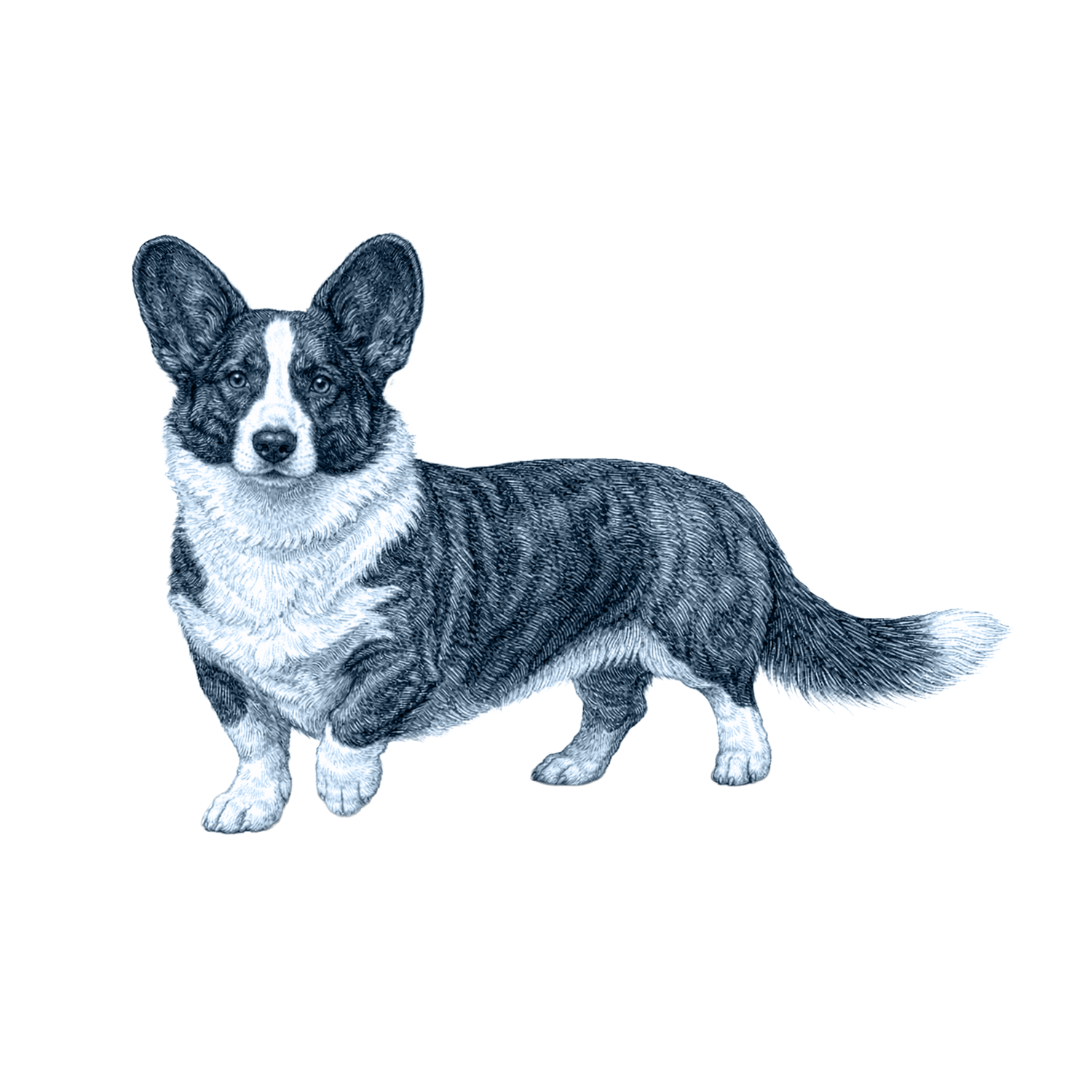 Cardigan Welsh Corgi