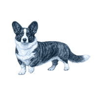 Welsh Corgi toile