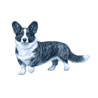 Cardigan Welsh Corgi