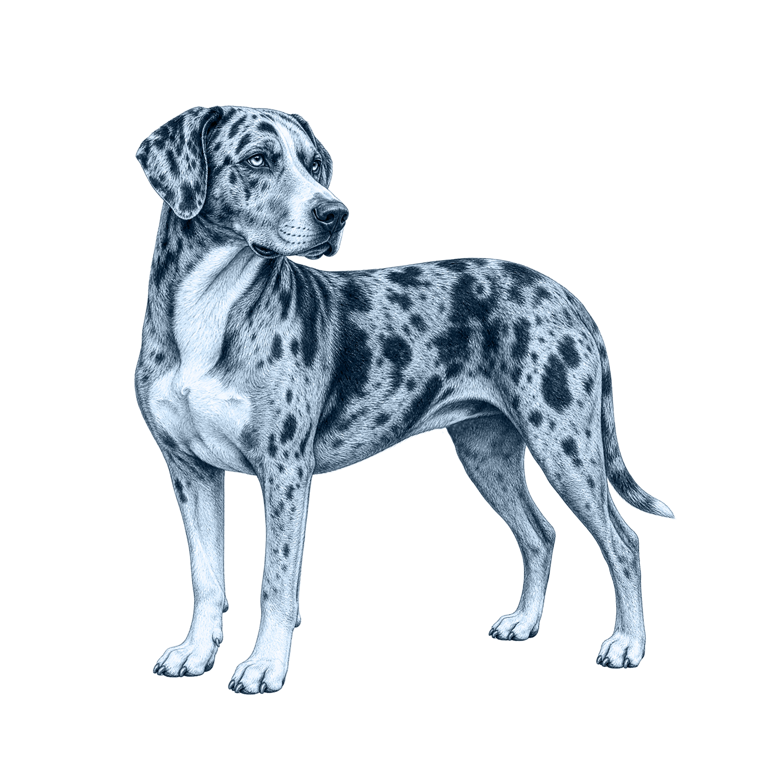 Catahoula Leopard Dog