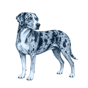 Catahoula Leopard Dog