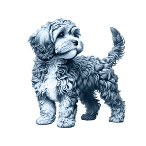 Cavapoo