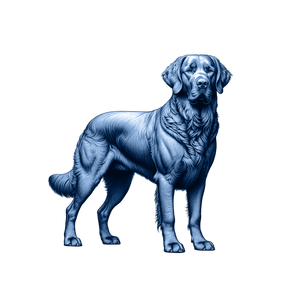 Chesapeake Bay Retriever
