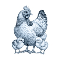 Chicken and Birds toile