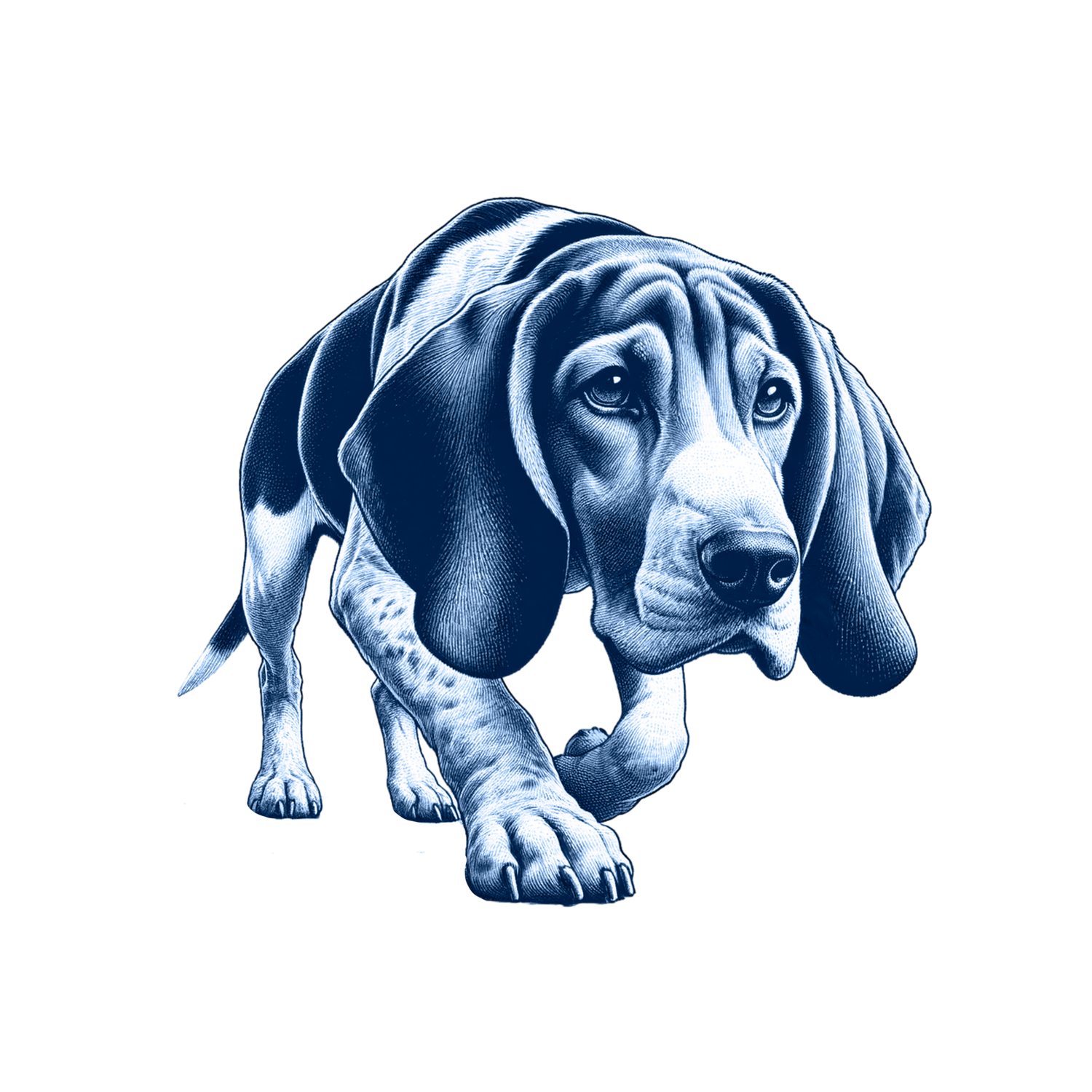 Coonhound