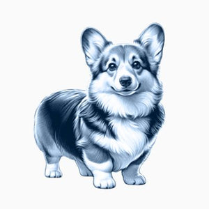 Corgi