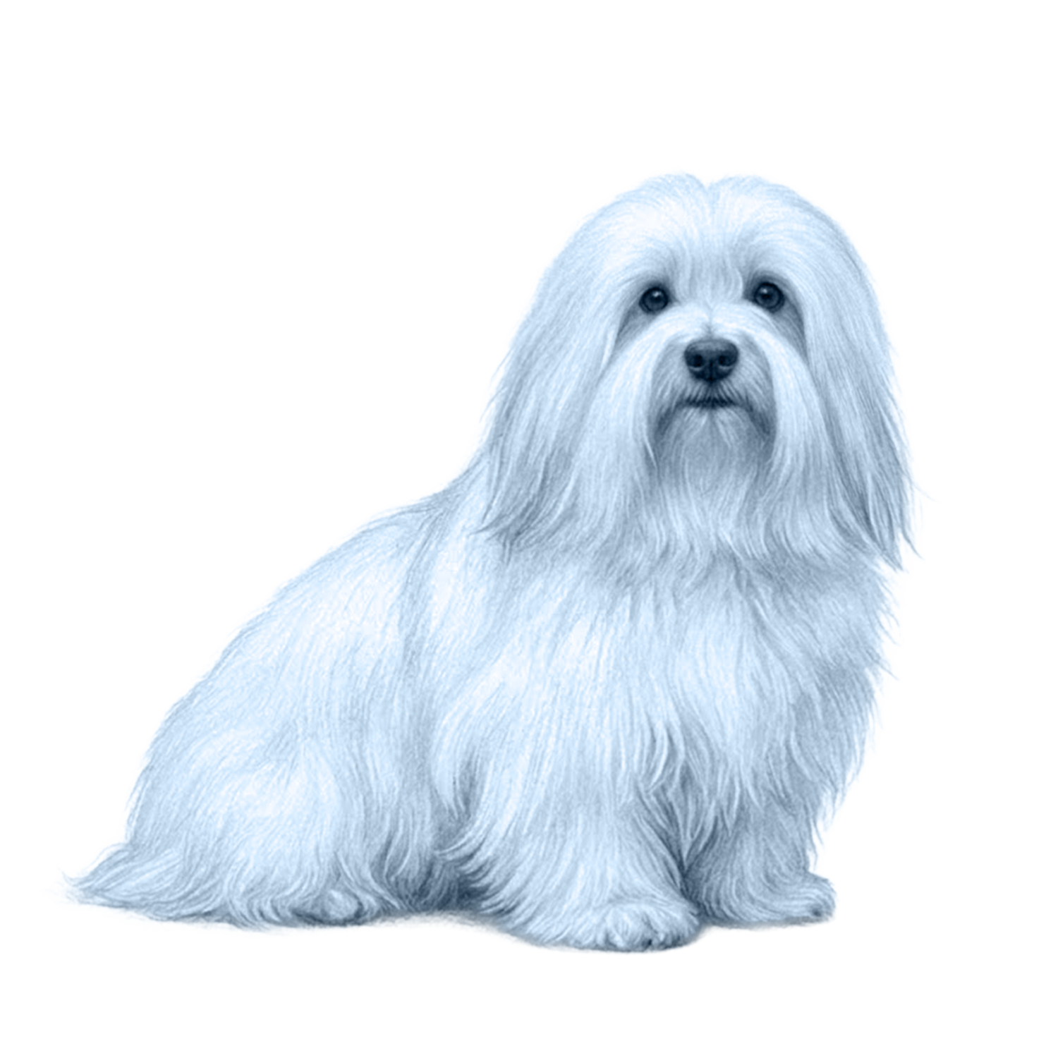 Coton de Tulear