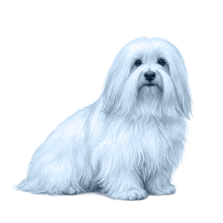 Coton de Tulear