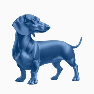 Dachshund