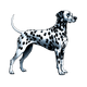 Dalmatian toile