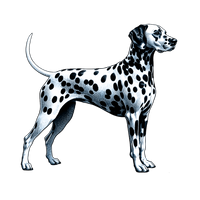 Dalmatian toile