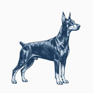Doberman Pinscher