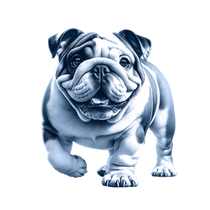 English Bulldog