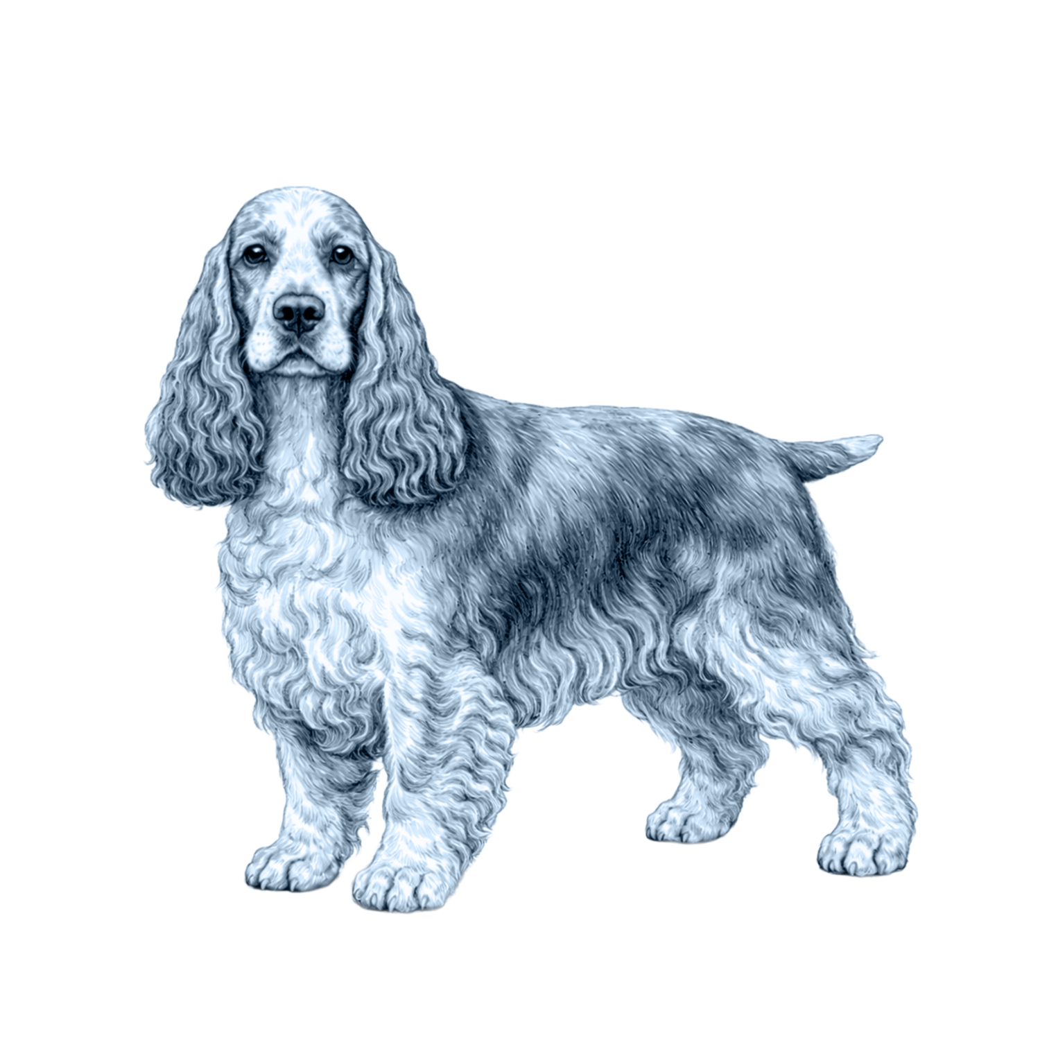 English Cocker Spaniel