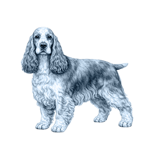 English Cocker Spaniel