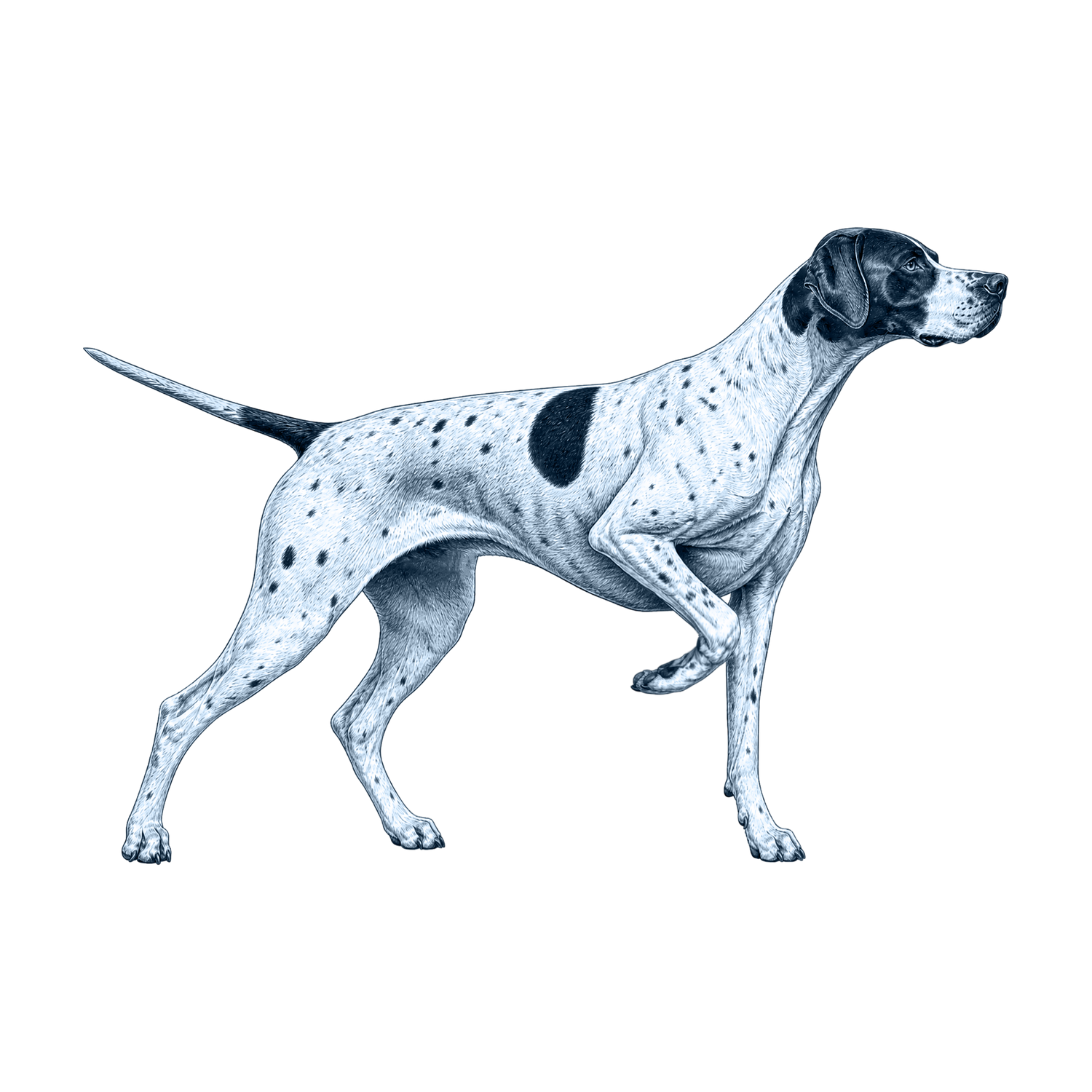 English Pointer