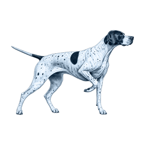 English Pointer