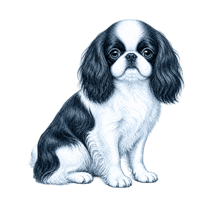 English Toy Spaniel