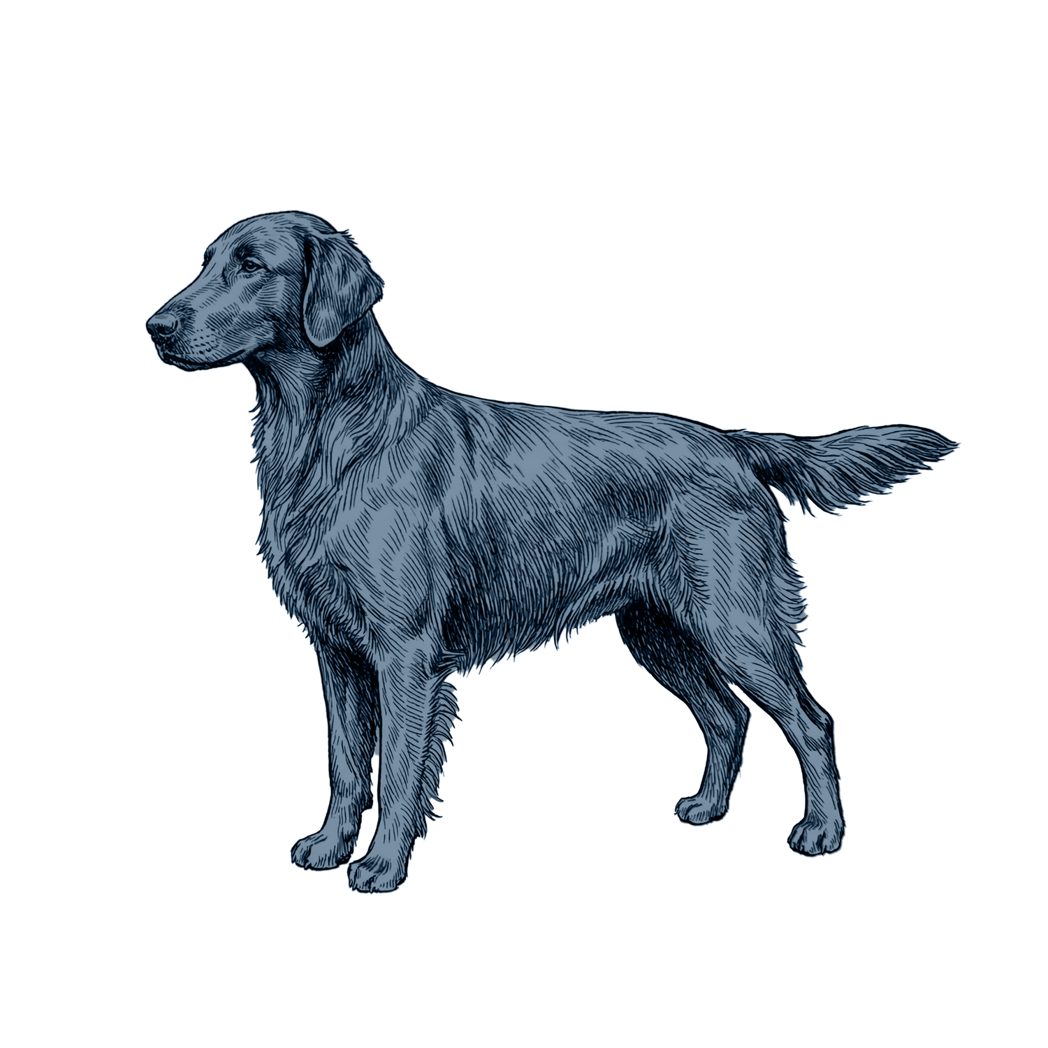 Flat-Coated Retriever