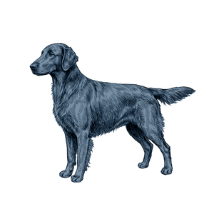 Flat-Coated Retriever