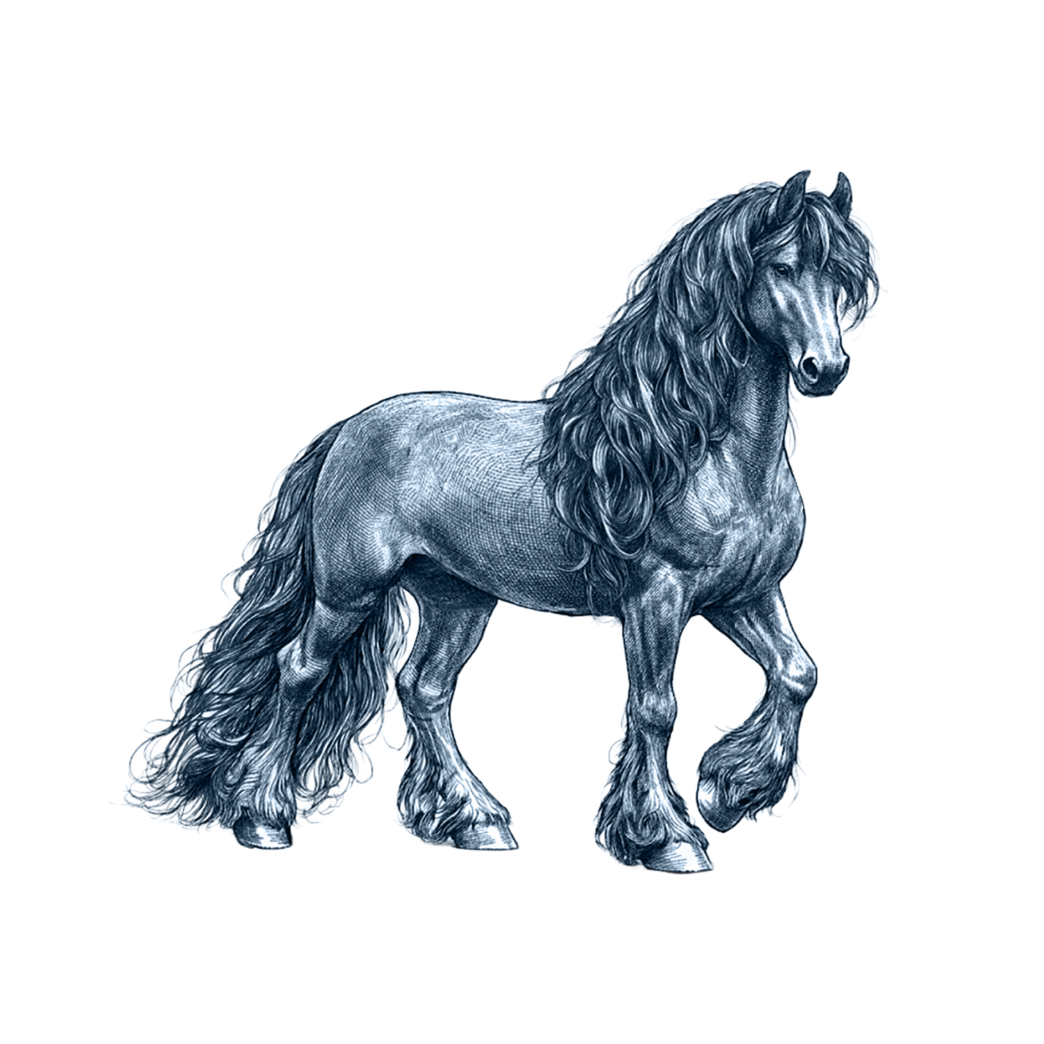 Friesian Horse