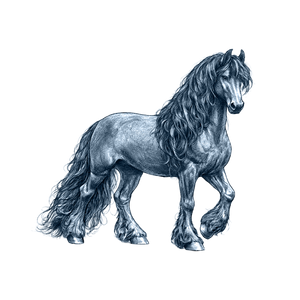 Friesian Horse