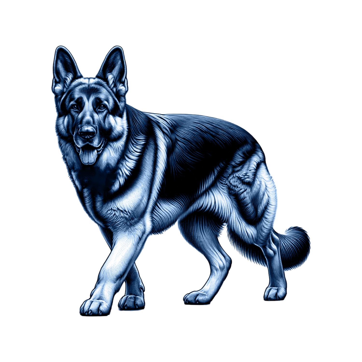 German Shepherd