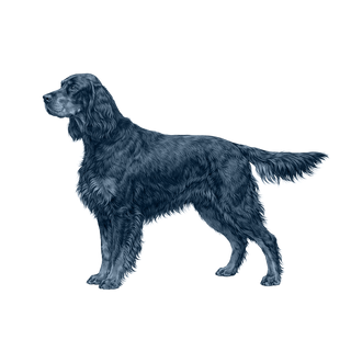 Gordon Setter