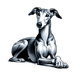 Greyhound toile