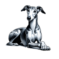 Greyhound toile