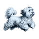 Havanese toile