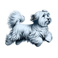 Havanese toile