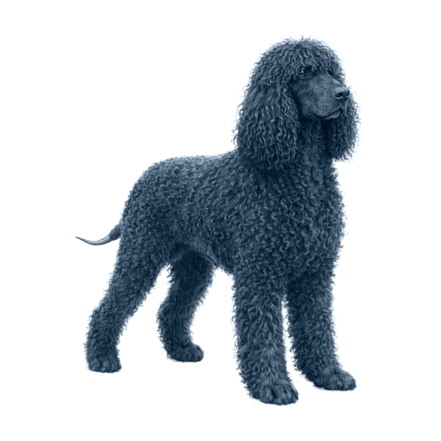 Irish Water Spaniel