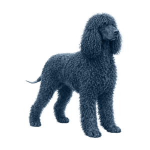 Irish Water Spaniel