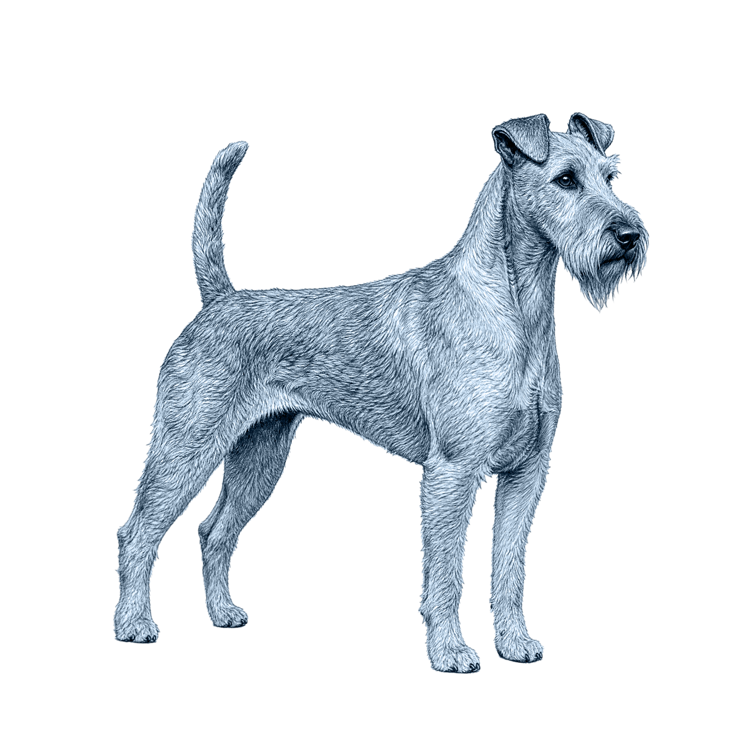 Irish Terrier