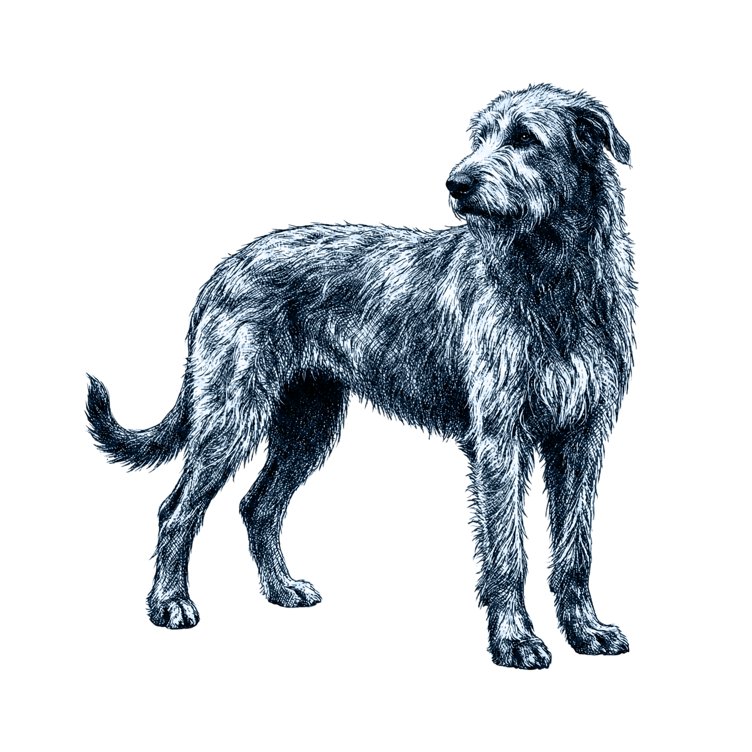Irish Wolfhound