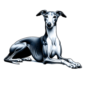 Italian Greyhound